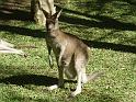 2011_05_Australia (539)